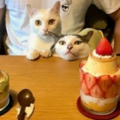 Thú vị bộ ảnh mèo trên bàn ăn của cặp đôi người Nhật